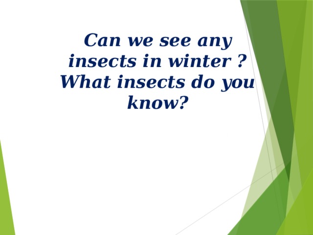 Can we see any insects in winter ? What insects do you know? 