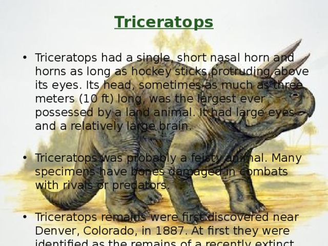 Triceratops   Triceratops had a single, short nasal horn and horns as long as hockey sticks protruding above its eyes. Its head, sometimes as much as three meters (10 ft) long, was the largest ever possessed by a land animal. It had large eyes and a relatively large brain. Triceratops was probably a feisty animal. Many specimens have bones damaged in combats with rivals or predators. Triceratops remains were first discovered near Denver, Colorado, in 1887. At first they were identified as the remains of a recently extinct species of buffalo. 