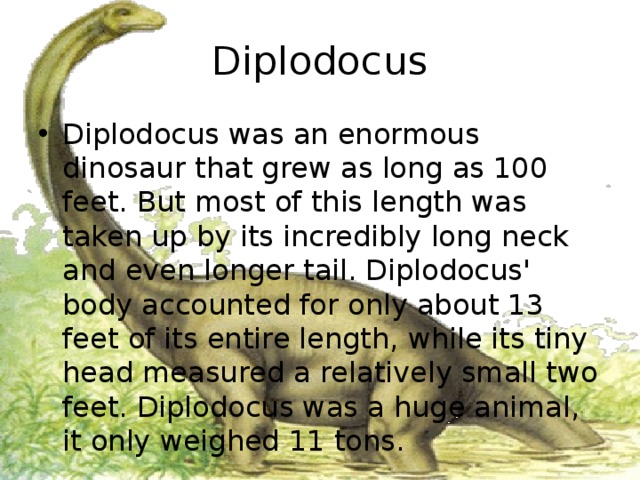 Diplodocus Diplodocus was an enormous dinosaur that grew as long as 100 feet. But most of this length was taken up by its incredibly long neck and even longer tail. Diplodocus' body accounted for only about 13 feet of its entire length, while its tiny head measured a relatively small two feet. Diplodocus was a huge animal, it only weighed 11 tons. 