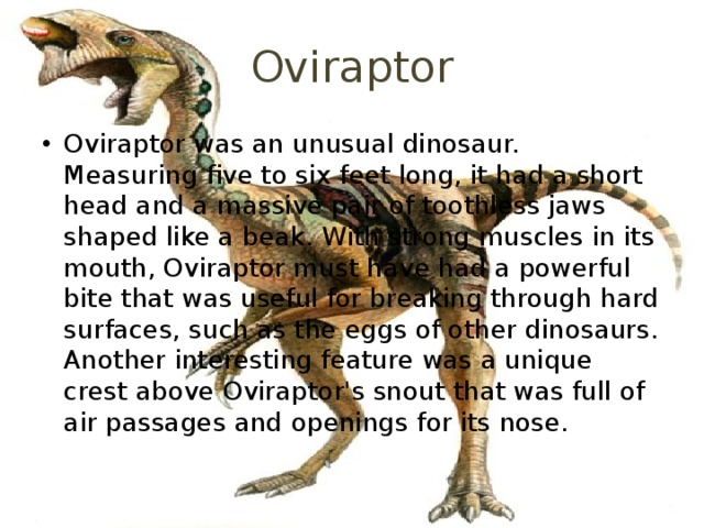 Oviraptor Oviraptor was an unusual dinosaur. Measuring five to six feet long, it had a short head and a massive pair of toothless jaws shaped like a beak. With strong muscles in its mouth, Oviraptor must have had a powerful bite that was useful for breaking through hard surfaces, such as the eggs of other dinosaurs. Another interesting feature was a unique crest above Oviraptor's snout that was full of air passages and openings for its nose. 