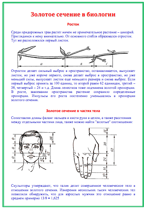 Соотношение длины и ширины. Соотношения золотого сечения таблица. Пропорции зубов золотое сечение. Пропорции золотого сечения в стоматологии. Золотое сечение математика.