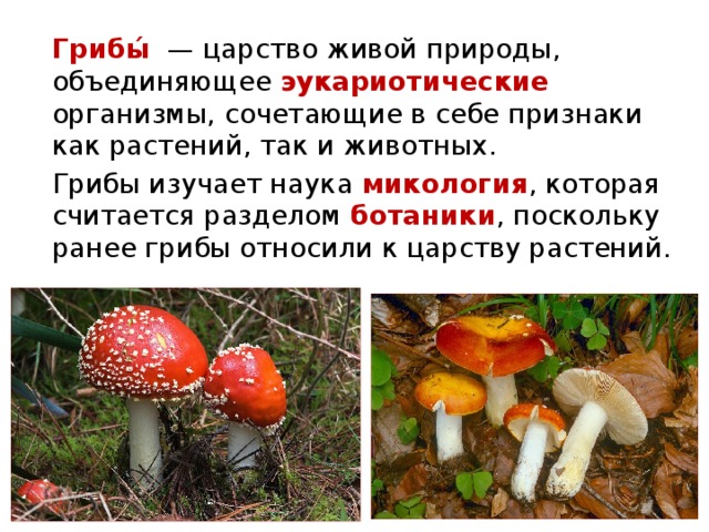 Наука которая изучает грибы. Царство живой природы царство грибов. Грибы относятся к организмам.