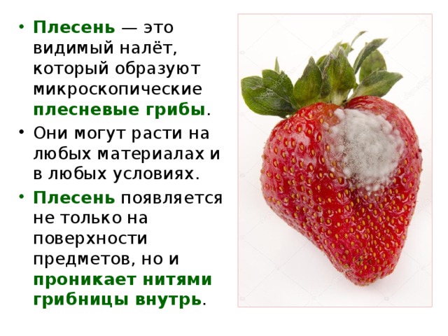 Плесень — это видимый налёт, который образуют микроскопические плесневые грибы . Они могут расти на любых материалах и в любых условиях.  Плесень появляется не только на поверхности предметов, но и проникает нитями грибницы внутрь . 