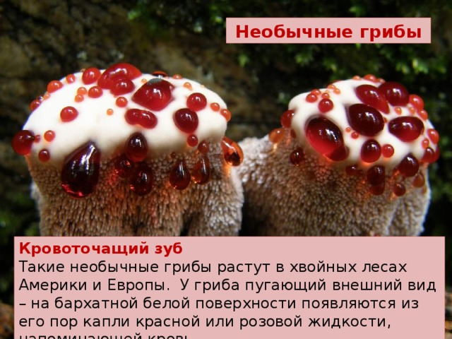 Необычные грибы Кровоточащий зуб Такие необычные грибы растут в хвойных лесах Америки и Европы. У гриба пугающий внешний вид – на бархатной белой поверхности появляются из его пор капли красной или розовой жидкости, напоминающей кровь. 