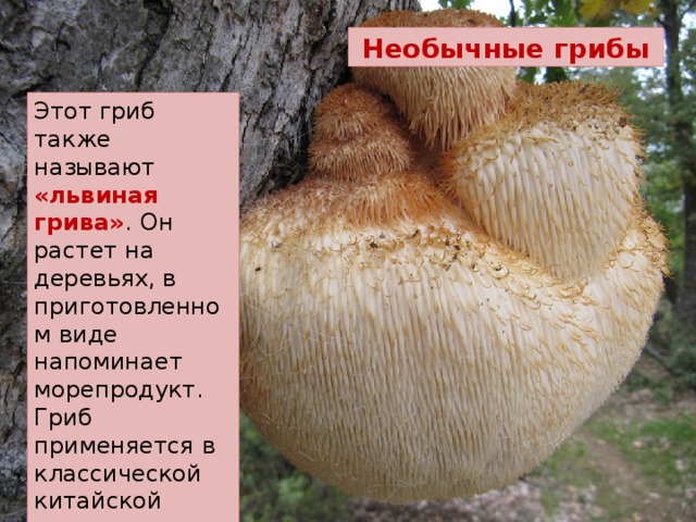 Необычные грибы Этот гриб также называют «львиная грива» .  Он растет на деревьях, в приготовленном виде напоминает морепродукт. Гриб применяется в классической китайской медицине, снижая в крови уровень глюкозы в крови. 