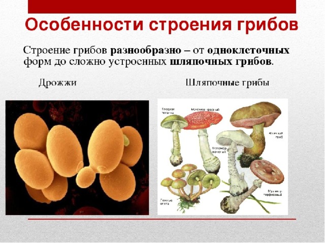 В каких биотехнологиях используют одноклеточные грибы. Царство грибов одноклеточные (дрожжи). Царство грибы особенности строения. Царство грибы строение гриба. Характеристика строения грибов.
