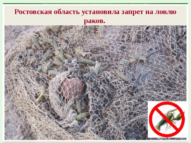 Ростовская область установила запрет на ловлю раков.