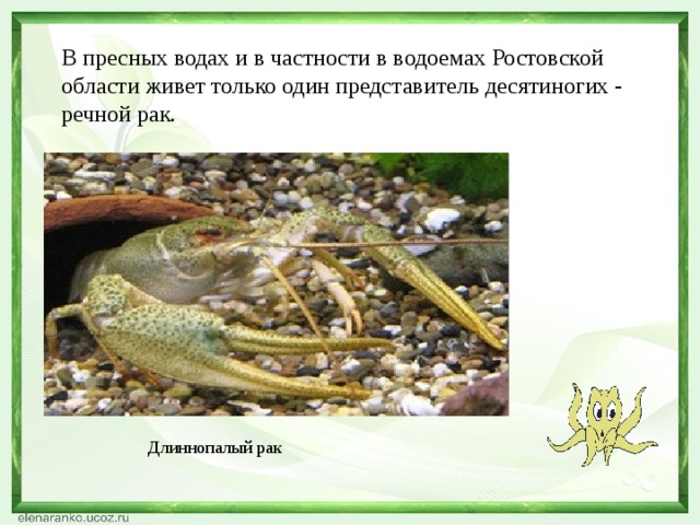 В пресных водах и в частности в водоемах Ростовской области живет только один представитель десятиногих - речной рак.  Длиннопалый рак