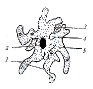 Что обозначено на рисунке цифрой 4 ядро цитоплазма пищеварительная вакуоль ложноножки псевдоподии