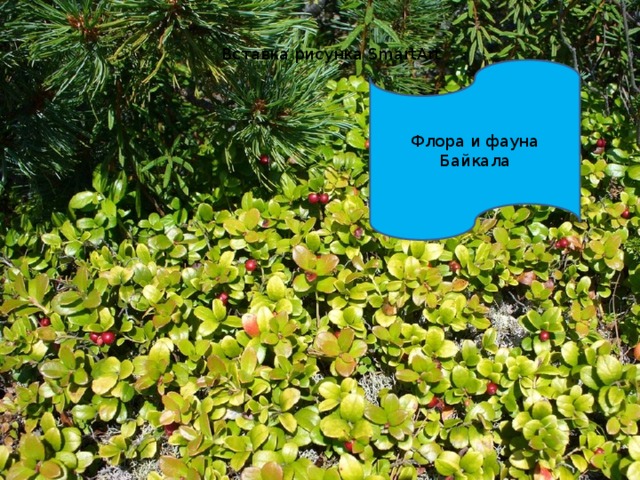 Вставка рисунка SmartArt Флора и фауна Байкала 