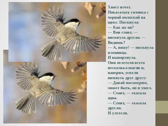 Хвост исчез. Показалась головка с черной полоской на щеке. Пискнула: — Как же он? — Вон стоит, — пискнула другая. — Видишь? — А, вижу! — пискнула пленница. И выпорхнула. Они отлетели всего несколько шагов и, наверно, успели шепнуть друг другу: — Давай посмотрим, может быть, он и ушел. — Стоит, — сказала одна. — Стоит, — сказала другая. И улетели. 