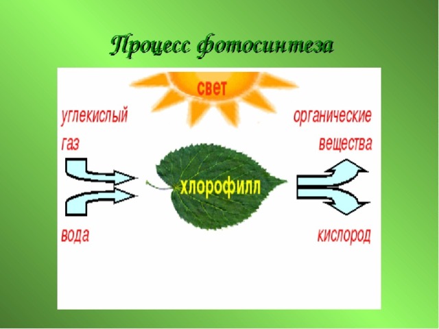 Биология схема фотосинтеза