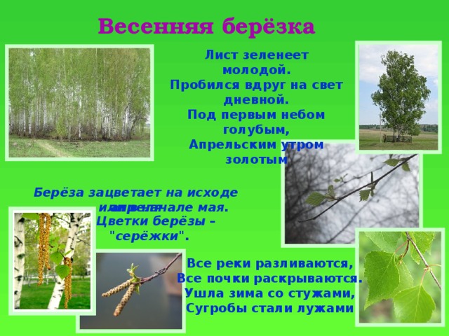 Изменения на березке. Береза весной. Весенние Березки. Береза весенние изменения. Изменение берёзы весной.