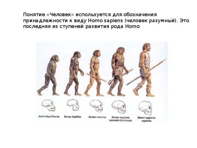 Понятие «Человек» используется для обозначения принадлежности к виду Homo sapiens (человек разумный). Это последняя из ступеней развития рода Homo 