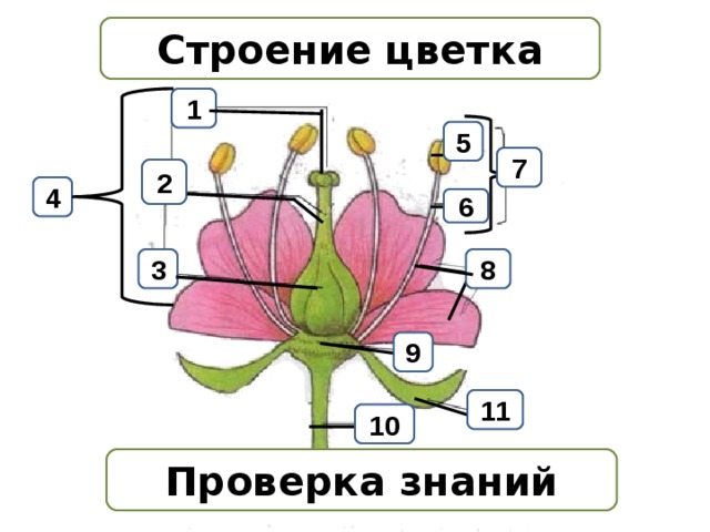 Строение цветка 1 5 7 2 4 6 3 8 9 11 10 Проверка знаний 