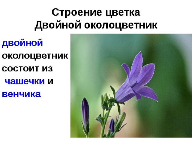 Строение цветка  Двойной околоцветник двойной околоцветник состоит из  чашечки и венчика 