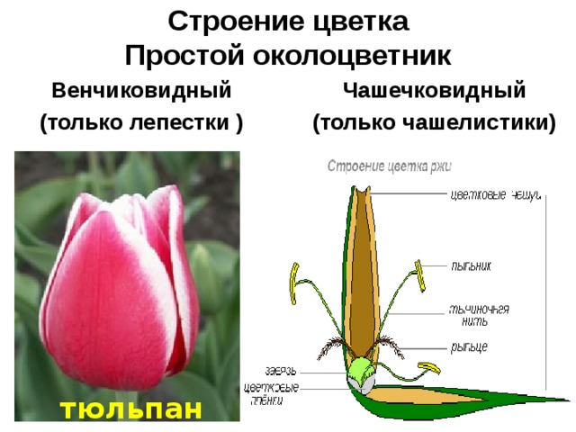 Строение цветка  Простой околоцветник Венчиковидный (только лепестки ) Чашечковидный (только чашелистики) тюльпан 