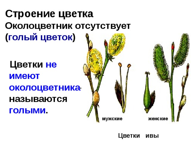 Строение цветка  Околоцветник отсутствует  ( голый цветок ) женские    Цветки не имеют околоцветника - называются голыми . женские мужские Цветки ивы 