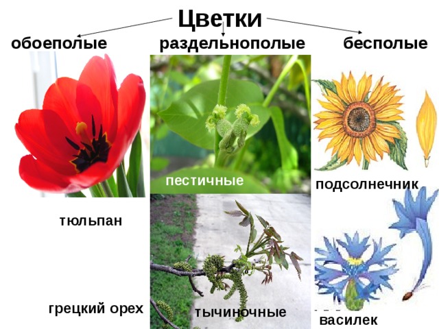 Цветки  обоеполые  раздельнополые бесполые пестичные подсолнечник тюльпан грецкий орех тычиночные василек 