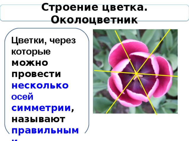 Строение цветка. Околоцветник Цветки, через которые можно провести несколько осей симметрии , называют правильными  