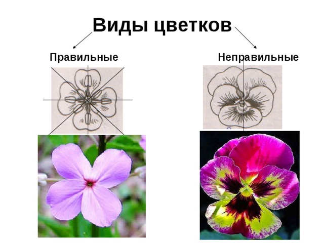 Почему цветок неправильный