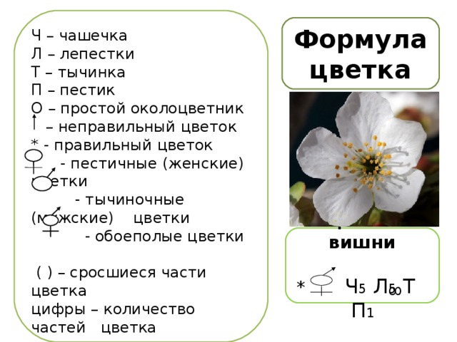 8 Ч – чашечка Л – лепестки Т – тычинка П – пестик О – простой околоцветник – неправильный цветок * - правильный цветок  - пестичные (женские) цветки  - тычиночные (мужские) цветки  - обоеполые цветки    ( ) – сросшиеся части цветка цифры – количество частей цветка   Формула  цветка  Цветок вишни * Ч 5 Л 5 Т П 1 