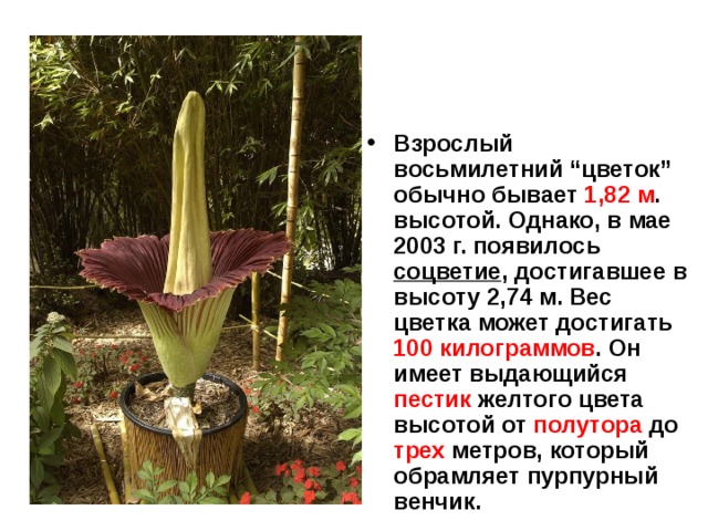 Взрослый восьмилетний “цветок” обычно бывает 1,82 м . высотой. Однако, в мае 2003 г. появилось соцветие , достигавшее в высоту 2,74 м. Вес цветка может достигать 100 килограммов . Он имеет выдающийся пестик желтого цвета высотой от полутора до трех метров, который обрамляет пурпурный венчик. 