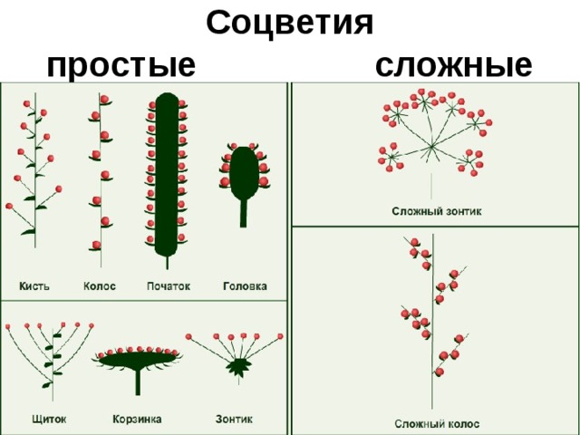 Головка простое или сложное. Таблица соцветия биология 6. Таблица соцветия биология 6 класс. Простые соцветия 6 класс биология. Схема типов соцветий.