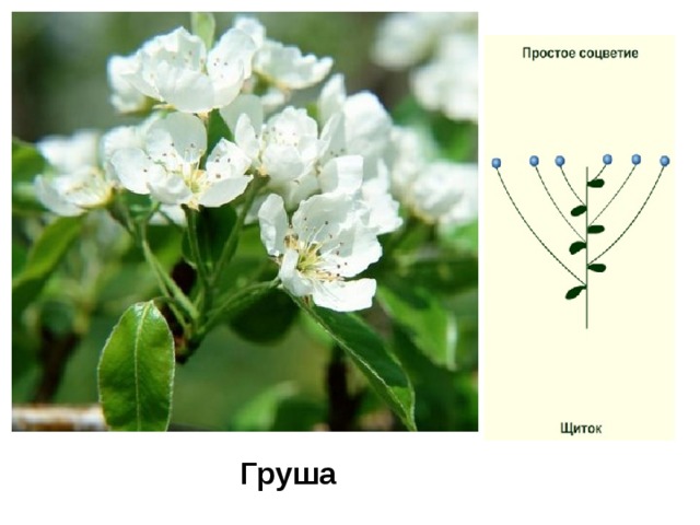 Груша схема соцветия