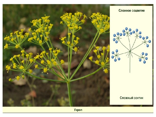Какое соцветие у моркови. Соцветие сложный зонтик укроп. Укроп соцветие. Сложный зонтик. Сложное соцветие сложный зонтик.