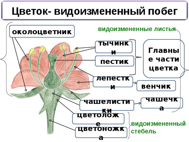 Цветок видоизмененный побег. Генеративные органы цветка. Цветоложе видоизменение. Цветок это видоизмененный. Видоизмененный генеративный побег