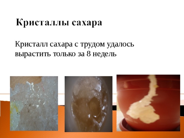 Кристалл сахара с трудом удалось вырастить только за 8 недель 