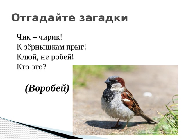 Стишки про воробьев. Загадка про воробья. Загадка про воробья для детей. Загадка про воробья для дошкольников.