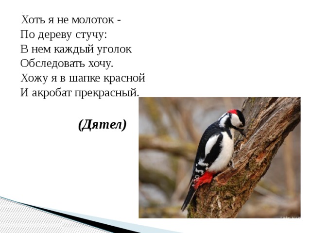 Как долго стучал по дереву дятел
