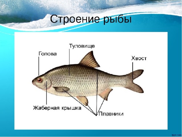 Из чего состоит рыба схема картинки для детей