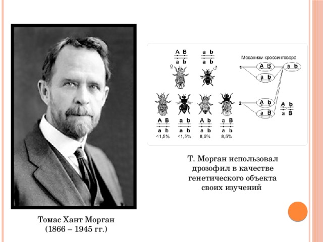 Т. Морган использовал дрозофил в качестве генетического объекта своих изучений Томас Хант Морган (1866 – 1945 гг.) 