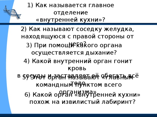 1) Как называется главное отделение «внутренней кухни»? 2) Как называют соседку желудка, находящуюся с правой стороны от него? 3) При помощи какого органа осуществляется дыхание? 4) Какой внутренний орган гонит кровь в сосуды и заставляет её обегать всё тело 5) Этот орган называют «главным командным пунктом всего организма». 6) Какой орган «внутренней кухни» похож на извилистый лабиринт? 