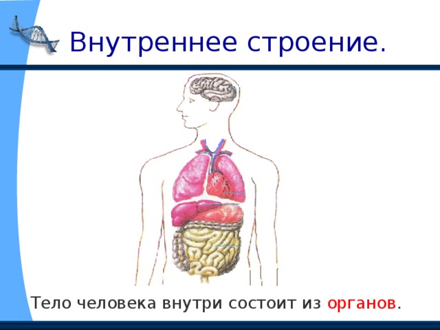  Внутреннее строение. Тело человека внутри состоит из органов . 