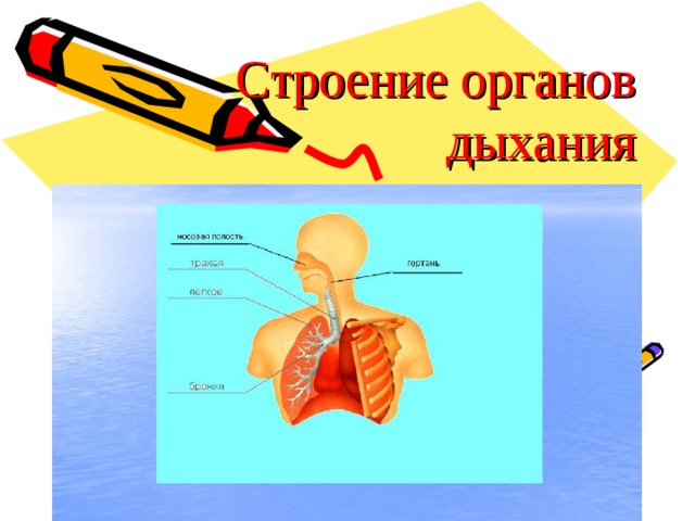 У какого органа передняя стенка образована хрящевыми полукольцами