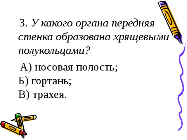 У какого органа передняя стенка образована хрящевыми полукольцами