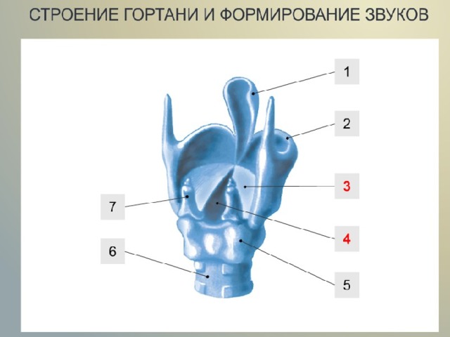 Undefined какой цифрой на рисунке обозначена гортань