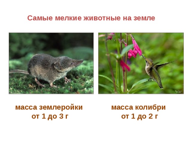 Самые мелкие животные на земле масса колибри от 1 до 2 г масса землеройки от 1 до 3 г  