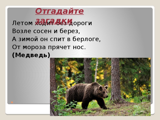 Трав копытами касаясь ходит по лесу красавец ходит смело и легко рога раскинув широко