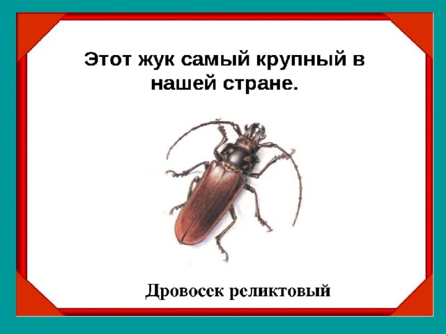 Кассиопея дровосек текст. Жук реликтовый дровосек красная книга.
