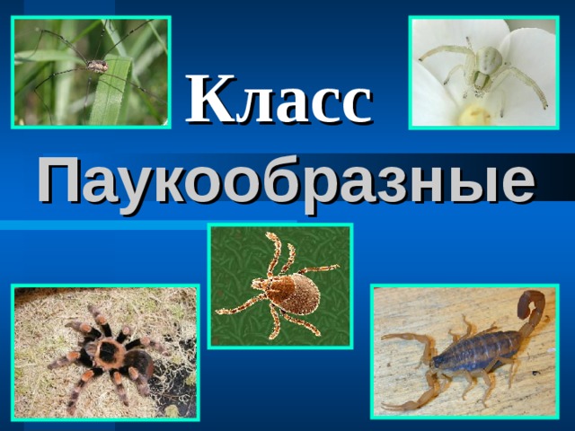 Класс Паукообразные 