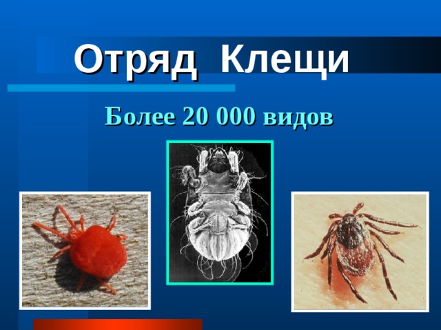 Отряд Клещи  Более 20 000 видов 