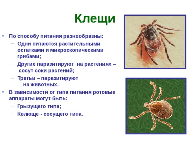 Клещи По способу питания разнообразны: Одни питаются растительными остатками и микроскопическими грибами; Другие паразитируют на растениях – сосут соки растений; Третьи – паразитируют на животных. Одни питаются растительными остатками и микроскопическими грибами; Другие паразитируют на растениях – сосут соки растений; Третьи – паразитируют на животных. В зависимости от типа питания ротовые аппараты могут быть: Грызущего типа; Колюще - сосущего типа.  Грызущего типа; Колюще - сосущего типа.     