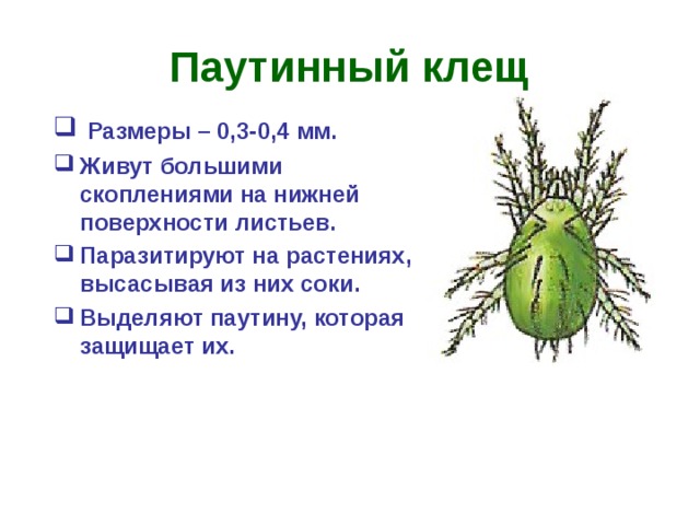 Паутинный клещ  Размеры – 0,3-0,4 мм. Живут большими скоплениями на нижней поверхности листьев. Паразитируют на растениях, высасывая из них соки. Выделяют паутину, которая защищает их.         