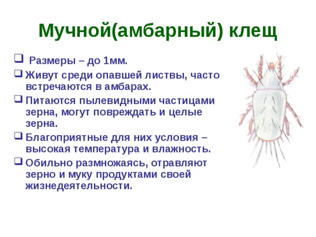 Мучной(амбарный) клещ  Размеры – до 1мм. Живут среди опавшей листвы, часто встречаются в амбарах. Питаются пылевидными частицами зерна, могут повреждать и целые зерна. Благоприятные для них условия – высокая температура и влажность. Обильно размножаясь, отравляют зерно и муку продуктами своей жизнедеятельности.          