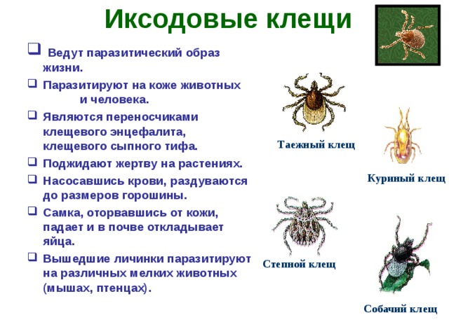 Иксодовые клещи  Ведут паразитический образ жизни. Паразитируют на коже животных и человека. Являются переносчиками клещевого энцефалита, клещевого сыпного тифа. Поджидают жертву на растениях. Насосавшись крови, раздуваются до размеров горошины. Самка, оторвавшись от кожи, падает и в почве откладывает яйца. Вышедшие личинки паразитируют на различных мелких животных (мышах, птенцах).          Таежный клещ Куриный клещ Степной клещ Собачий клещ 